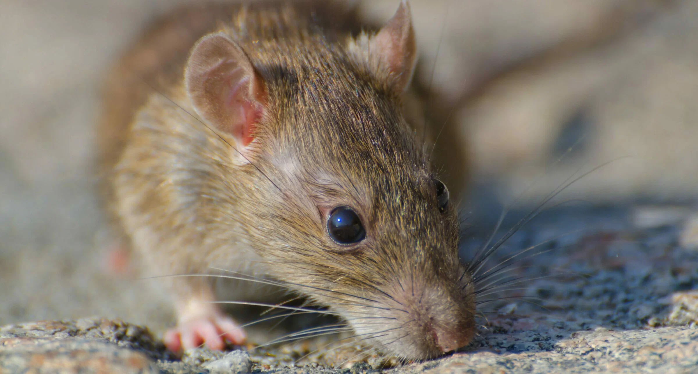 A closeup selective focus shot of a brown rat on the concrete ground